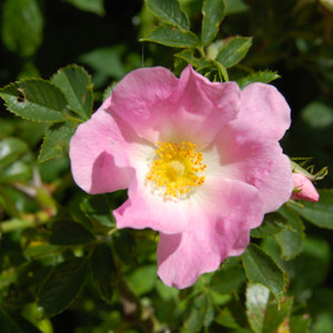 flower_wild-rose